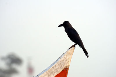 Low angle view of bird perching on wood against sky