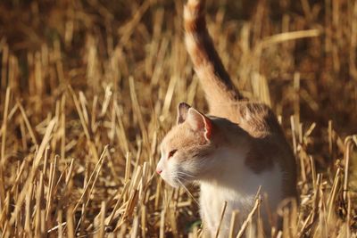 Close-up of a cat on field