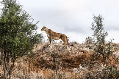 Low angle view of lioness standing on mountains against sky