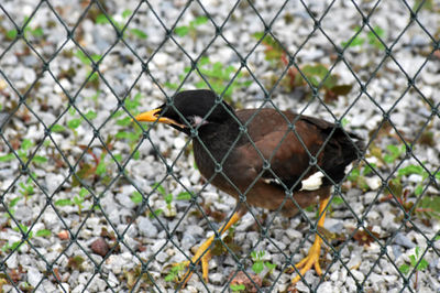 Close-up of a bird on field seen through chainlink fence