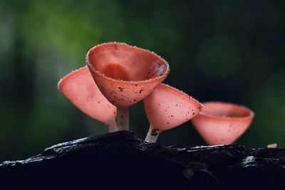 Close-up of red mushroom growing on plant