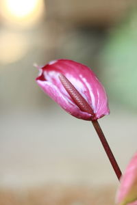 Close-up of pink flower bud