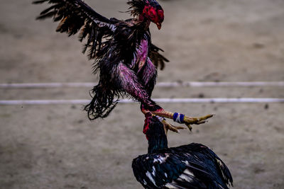 Traditional cock fight