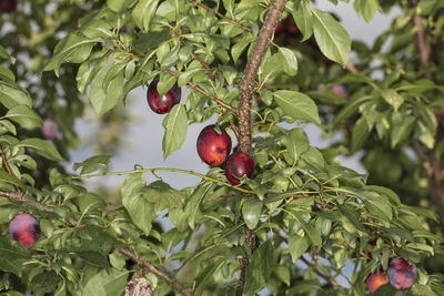 Close-up of red berries growing on tree