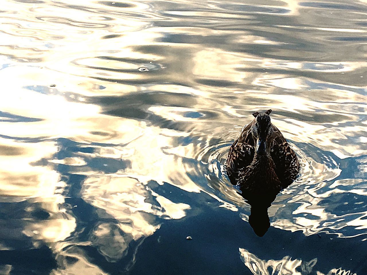 water, reflection, rippled, lake, nature, floating on water, outdoors, day, tranquility, beauty in nature, no people, elevated view, water surface