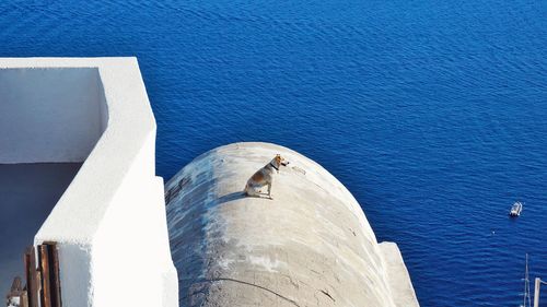 Seagull perching on wall