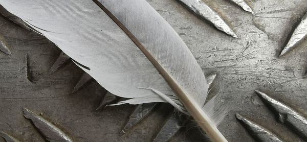 High angle view of feather