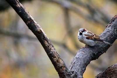 Close-up of bird perching on branch