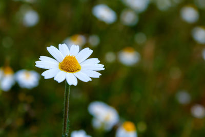 Close-up of white daisy flower