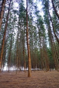 Trees in forest against sky