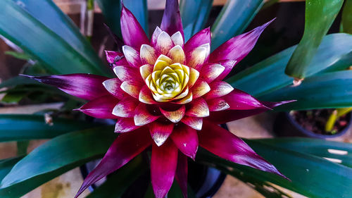 Close-up of lotus water lily blooming outdoors