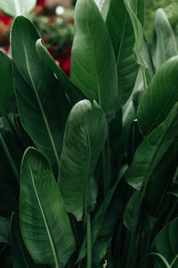 Jungle leaves background, green tropical natural exotic lush foliage.