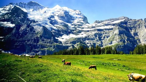 Cows grazing on field against snowcapped mountains