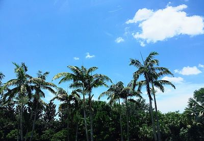 Low angle view of palm trees against blue sky