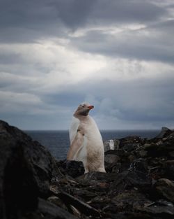 Seagull looking at sea shore against sky