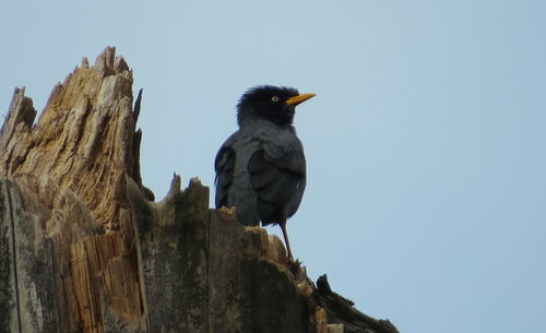 Low angle view of bird perching on wood against sky