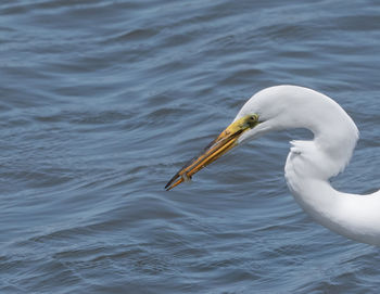 Close-up of a duck in a lake