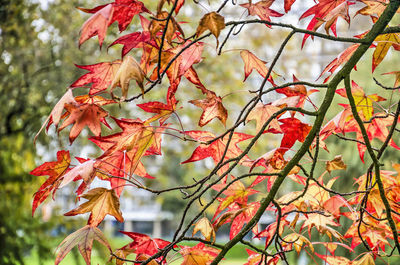 Leaves of a sweet gum tree in autumn