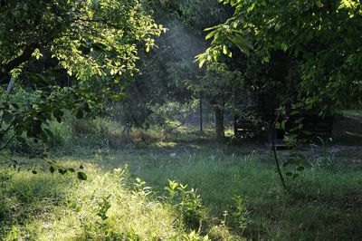 Scenic view of forest