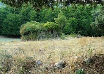 Plants growing in field