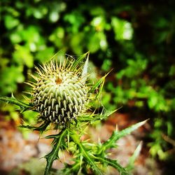 Close-up of thistle flowers