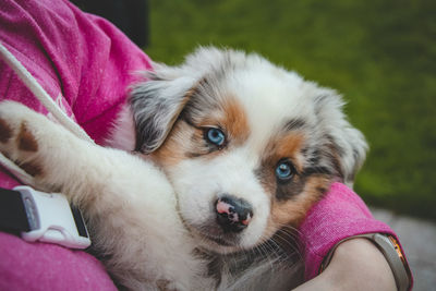 Girl holds smiling australian shepherd puppy. love and relationship between female dog and female