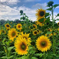 Close-up of yellow flowering plants on field