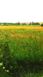 Scenic view of field against clear sky