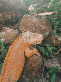 High angle view of lizard on rock