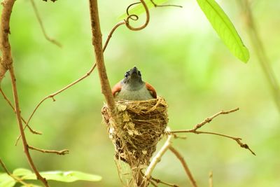 Close-up of bird perching on branch