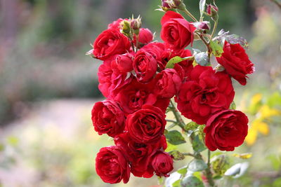 Close-up of pink rose