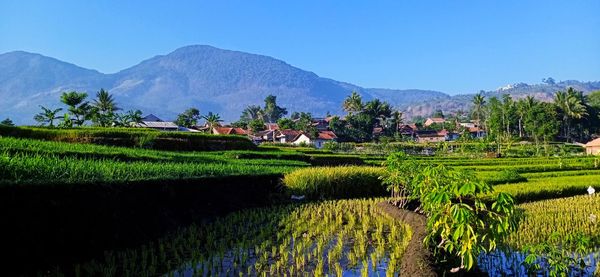 Scenic view of agricultural field against sky