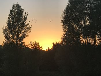 Silhouette of trees during sunset