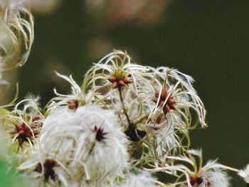 Close-up of flowers against blurred background