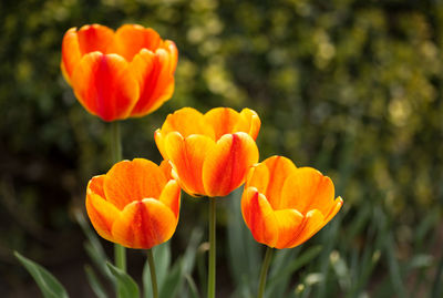 Close-up of flowers blooming outdoors