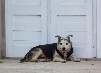 Portrait of a dog resting on the door
