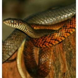 Close-up of lizard