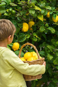 Young boy harvesting lemons from the lemon tree in the private garden, orchard. seasonal, homegrown
