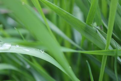 Close-up of raindrops on grass