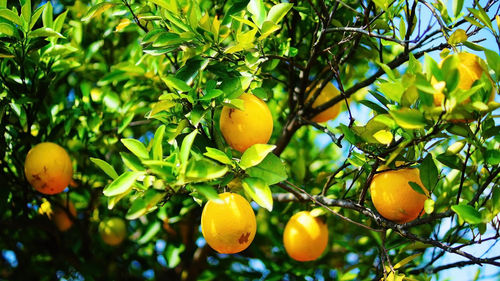 Close-up of fruits on tree