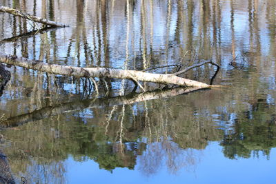 Reflection of trees in lake