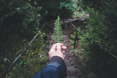 Low section of person holding leaf in forest