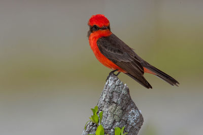 Close-up of bird perching