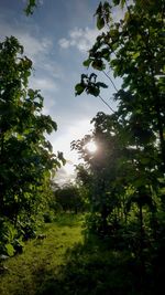 Low angle view of trees on field against sky