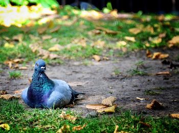 Pigeon perching on a field