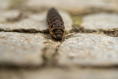 Close-up of snail