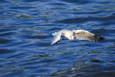 Seagull flying over lake