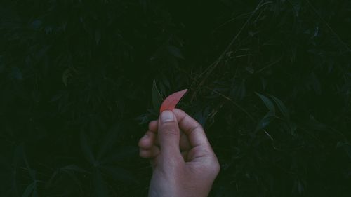 Cropped hand holding leaves 