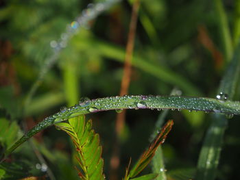 Close-up of wet plant during rainy season