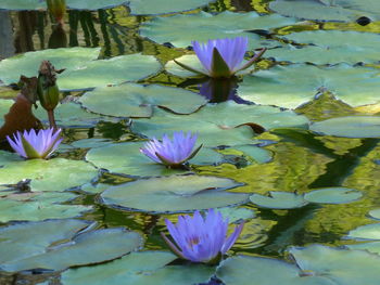 Purple lotus water lily in pond